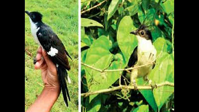 B51629 proves it! Faithful cuckoo steals same nests