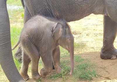 Bengaluru zoo names elephant calf after Sudha Murthy