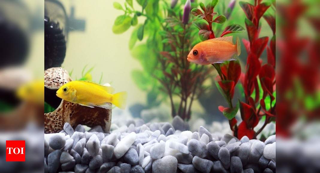 Artificial Aquarium Plants That Will Make Your Fish Tank Look Beautiful Most Searched Products Times Of India