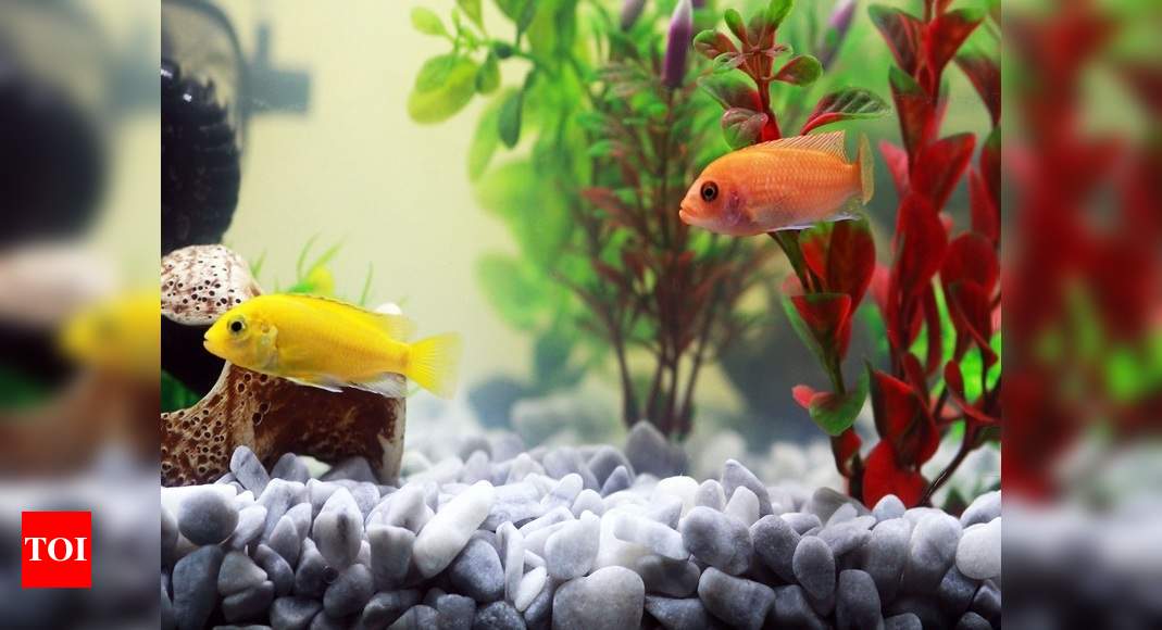Discriminerend Kruiden waarschijnlijkheid Artificial aquarium plants that will make your fish tank look beautiful | -  Times of India