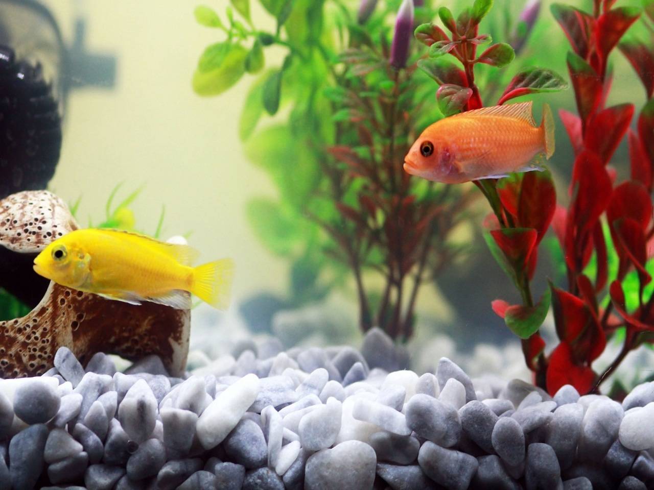Persoon belast met sportgame Hoopvol Vermenigvuldiging Artificial aquarium plants that will make your fish tank look beautiful | -  Times of India