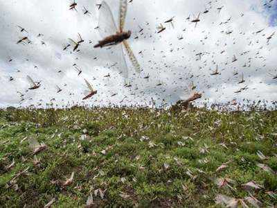 Major threat of locust attack nearly subsided this season: FAO