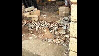 Leopard found dead in residential compound | Rajkot News - Times of India