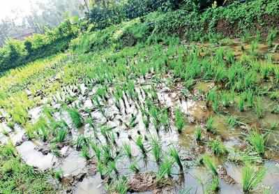 Wild animals destroy plantations in Kodagu villages