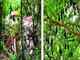 Chennai: Concrete debris in museum threatens bats, trees