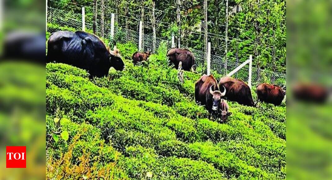 Man-gaur conflict comes down in Nilgiris | Coimbatore News - Times of India