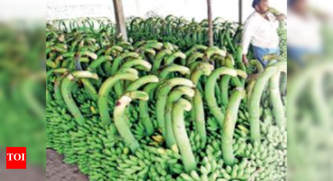 Banana exports from AP record over 143 growth Visakhapatnam News