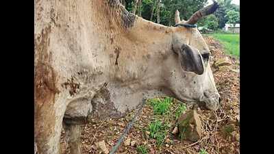 Viral disease among cattle hits milk yield in Assam