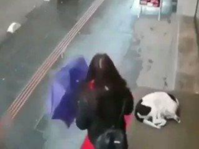 WATCH: Woman gives a blanket to sleeping dog in an act of ...