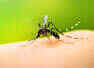 5 side-effects of dengue that may last for a while after recovery