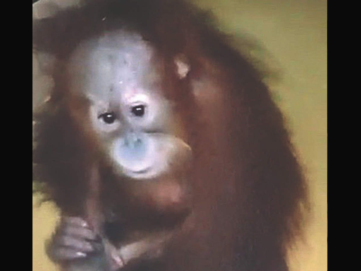 Mumbai Two Questioned As Baby Orangutan Is Shifted Mumbai News Times Of India