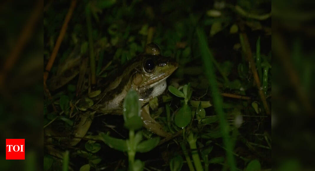 Short film on frogs set for online release | Mangaluru News - Times of ...