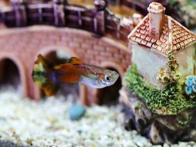 gevolg ik draag kleding Leer Aquarium Accessories: Decorative aquarium accessories to beautify your fish  tank | - Times of India