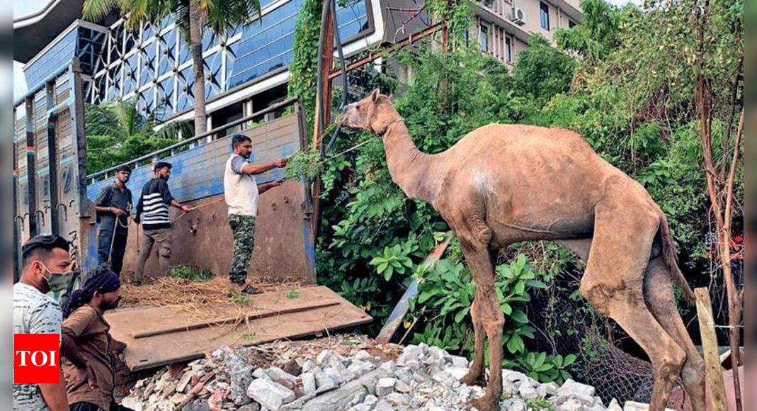 Abandoned Dumas Camels Get Shelter In Deesa Surat News Times Of India