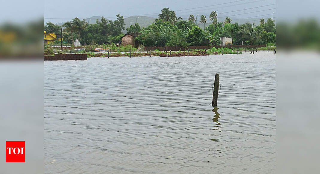 Excess rain causes 50% basmati crop to decay | Goa News - Times of India