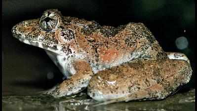 Kalinga cricket frog found in W Ghats