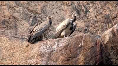 Birders want vulture breeding centre at Ramanagara, not Bannerghatta