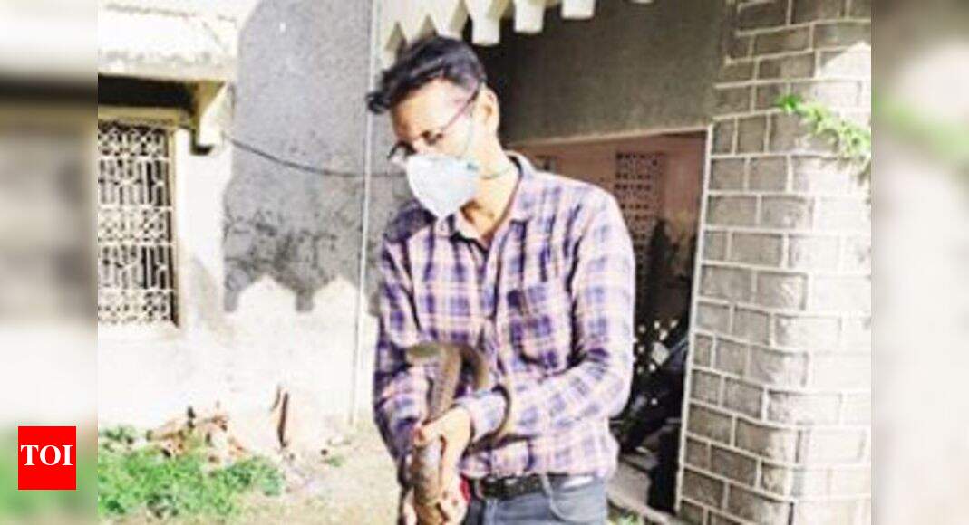 Around 750 snakes caught and released in forests Jaipur News Times