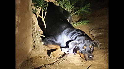 Ganjam man sets pet dog on cops during raid on illegal liquor vend