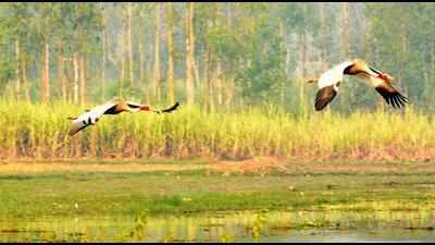 Sarus crane census to begin in UP on Sept 2