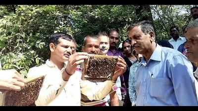 Increased demand for honeybee farming in Kodagu