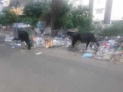 Garbage situation in Main Road in Kolathur