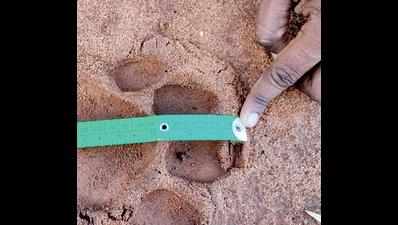 Telangana: Fresh pugmarks of tigress found in Bhupalpally mandal