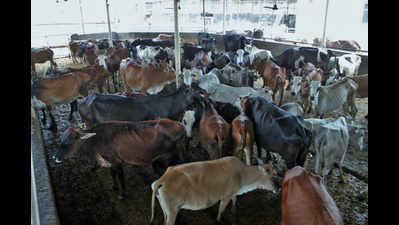 Aadhaar, vaccine for livestock: Chandigarh joins war on FMD