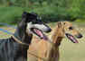 Dog breeds that are native to India