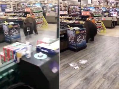 Bear necessities? Furry visitor on the prowl in California store