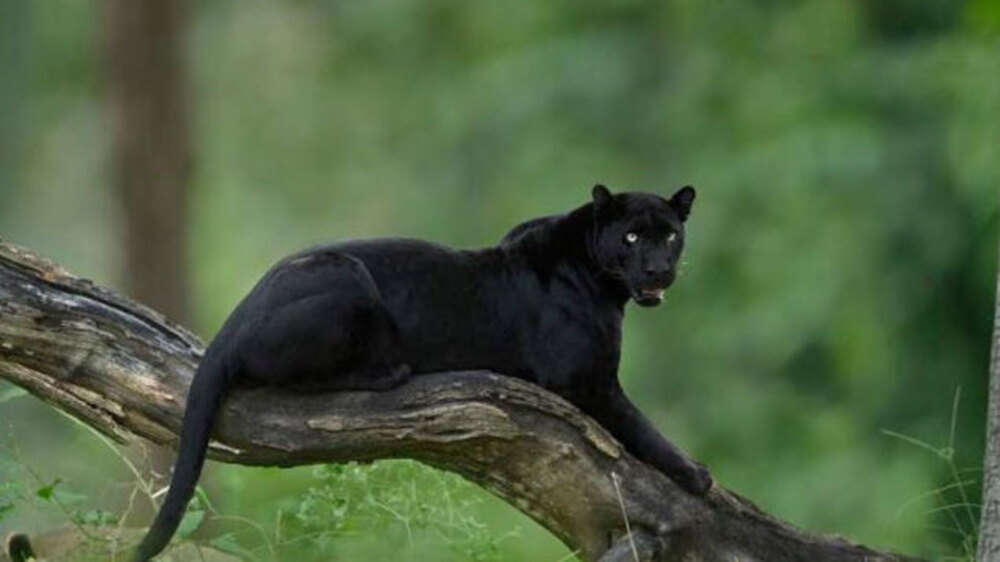 Mithun H Shadowing 'Saaya', the black panther prince of Kabini The