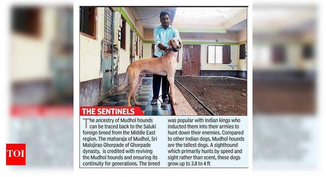 Canine institute keen to get Mudhol Hounds into police dept | Hubballi ...