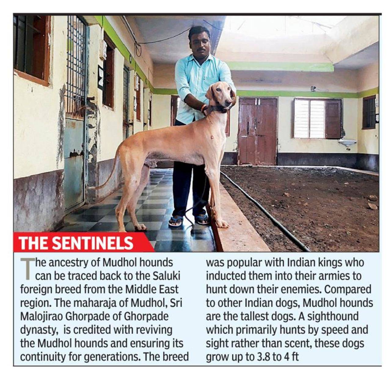 Canine institute keen to get Mudhol Hounds into police dept ...