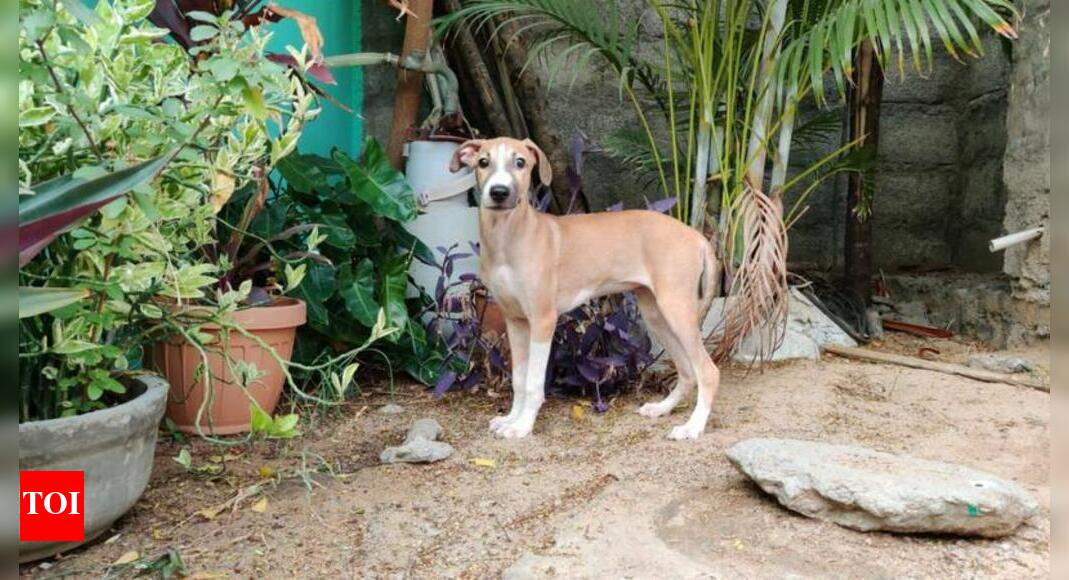 PM roots for Indian dogs, but not all fit into city homes, say experts