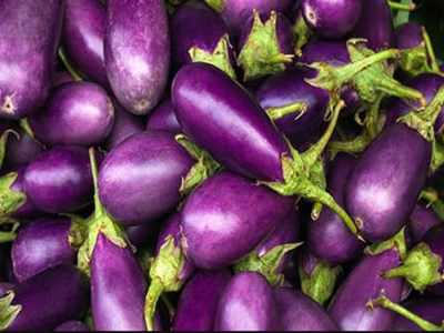 Govt nod for field trials of two indigenous types of genetically modified brinjal