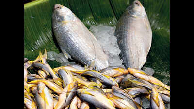 Hilsa catch drives down other fish rates in Kolkata | Kolkata News ...