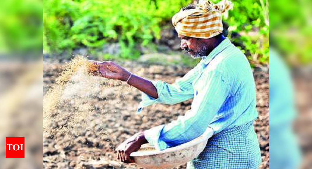 Agriculture department expecting bumper kharif paddy ...