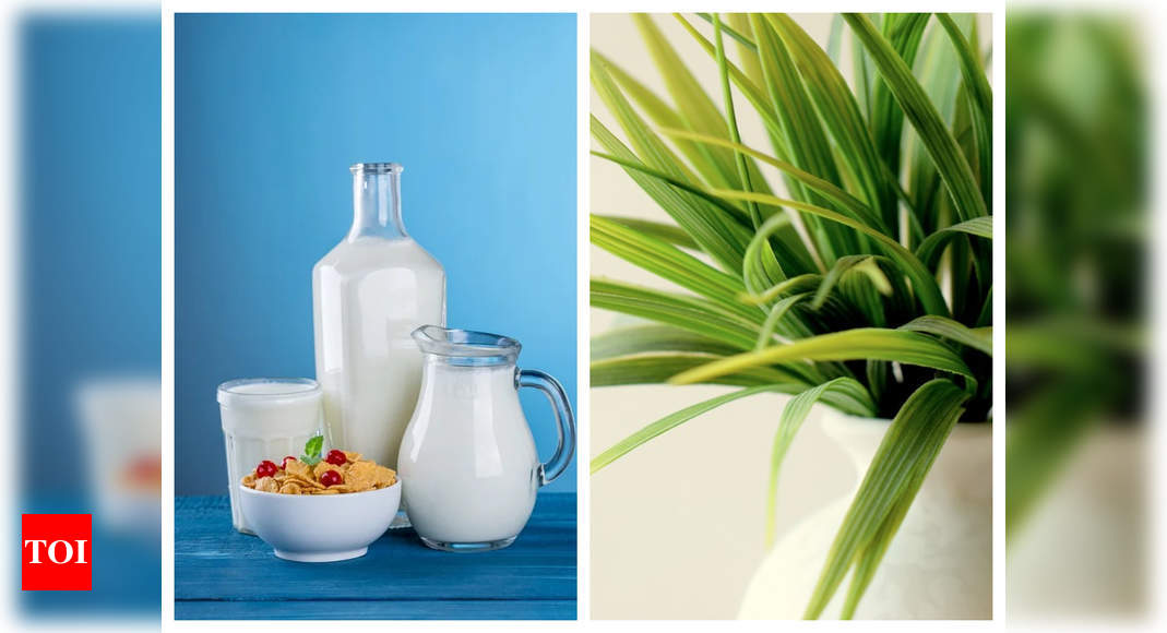 How To Use Expired Milk To Grow Healthy Plants Times Of India