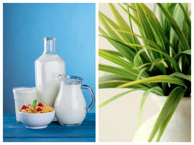 How to use expired milk to grow healthy plants - Times of India