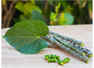 Giloy: The miraculous herb to boost your immunity