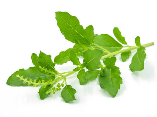 Having these three leaves in the morning is said to treat hypertension and  diabetes | The Times of India