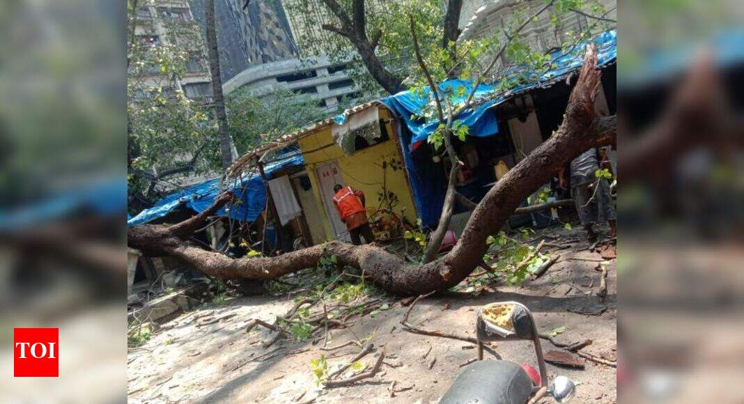 Mumbai: 9-year-old boy dies after tree branch falls on him | Mumbai ...