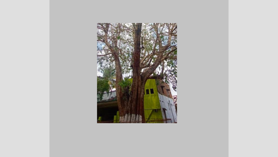 Coimbatore residents celebrate peepal tree’s 40th ‘birthday’