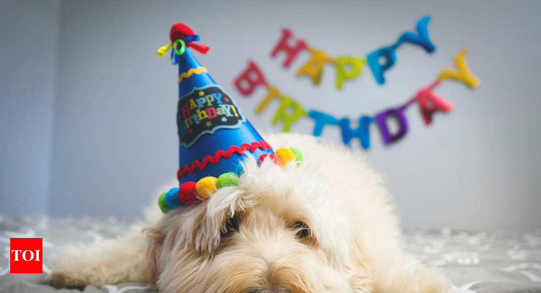 This is how you can celebrate your dog's birthday at home - Times of India