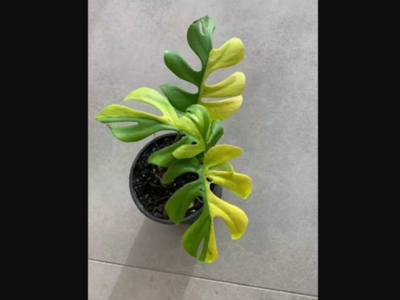 Philodendron Minima: Philodendron Minima: This rare plant got sold for Rs 4  Lakh, here's why. - Times of India