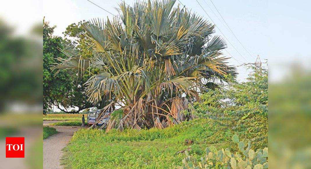 Study of rare palm tree, unique to Tamil Nadu, begins | Chennai News