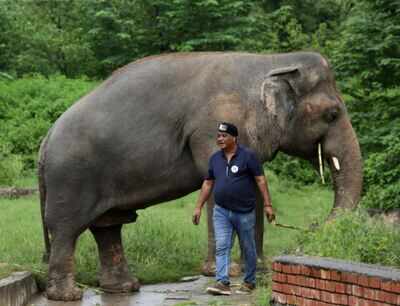 With songs and sedation, experts aim to rescue Kaavan the Islamabad ...