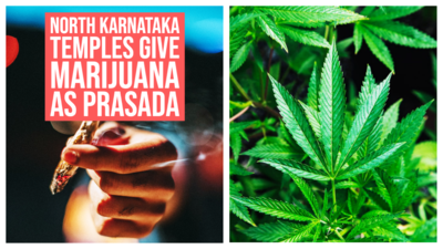 North Karnataka temples give marijuana as prasada amidst police crackdown