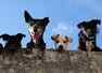 Here are some of the most expensive pets in the world
