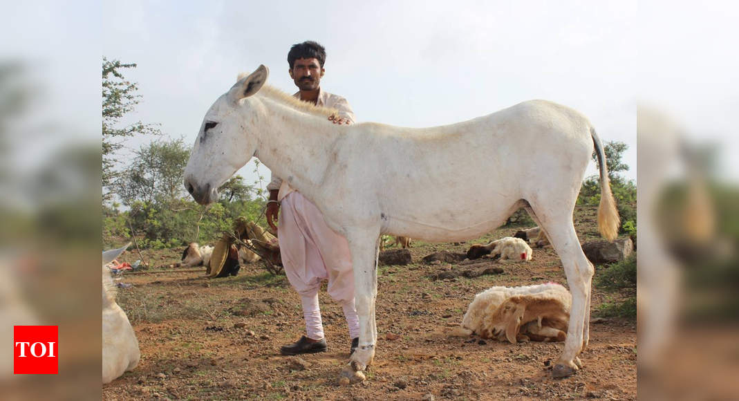 Care for some donkey milk? It’s Rs 7,000 a litre!